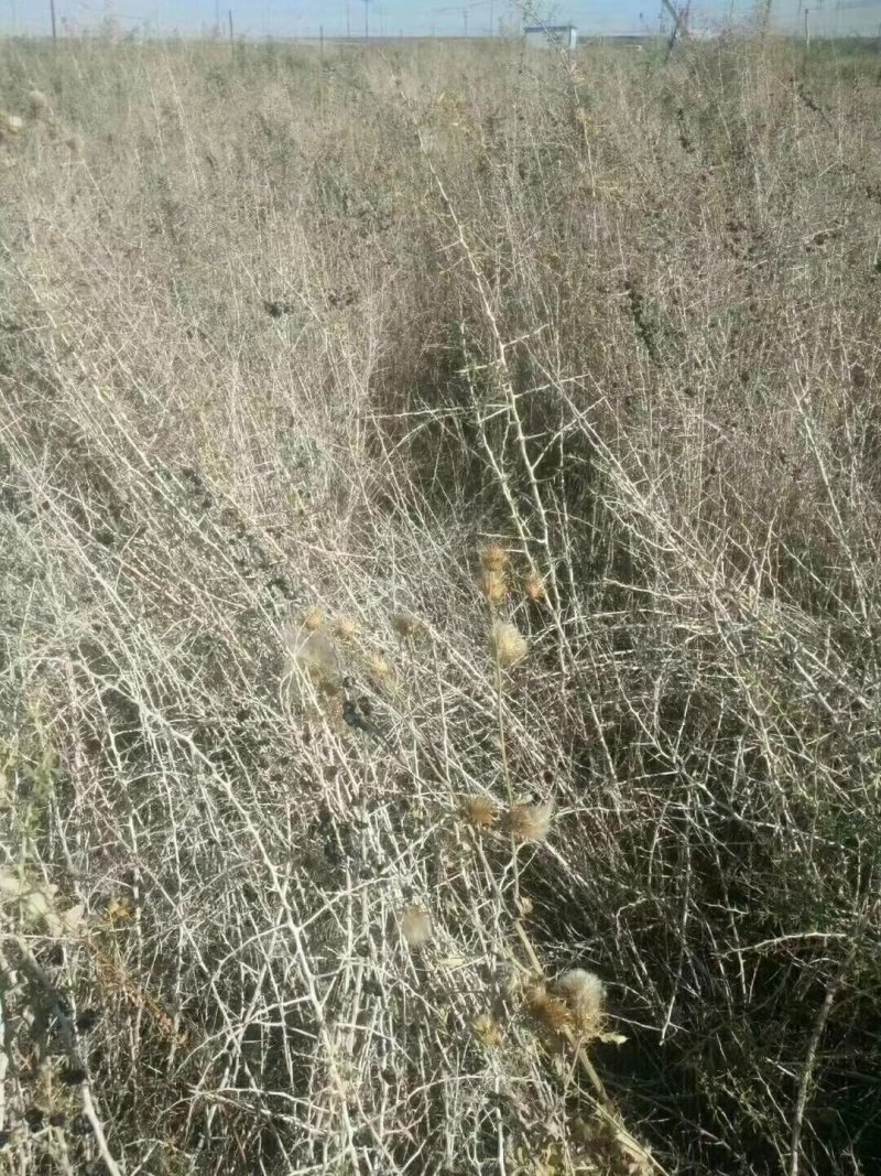 黑枸杞苗优质野生黑枸杞苗