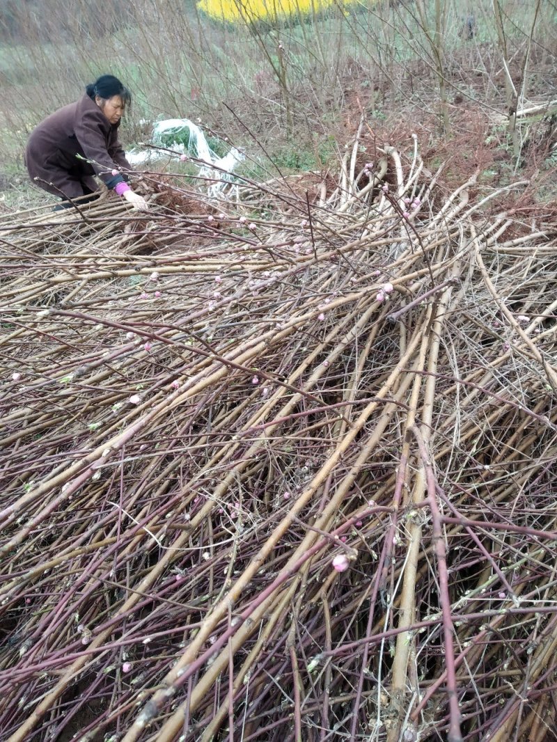 李子苗桃苗技术指导多个品种提供选择