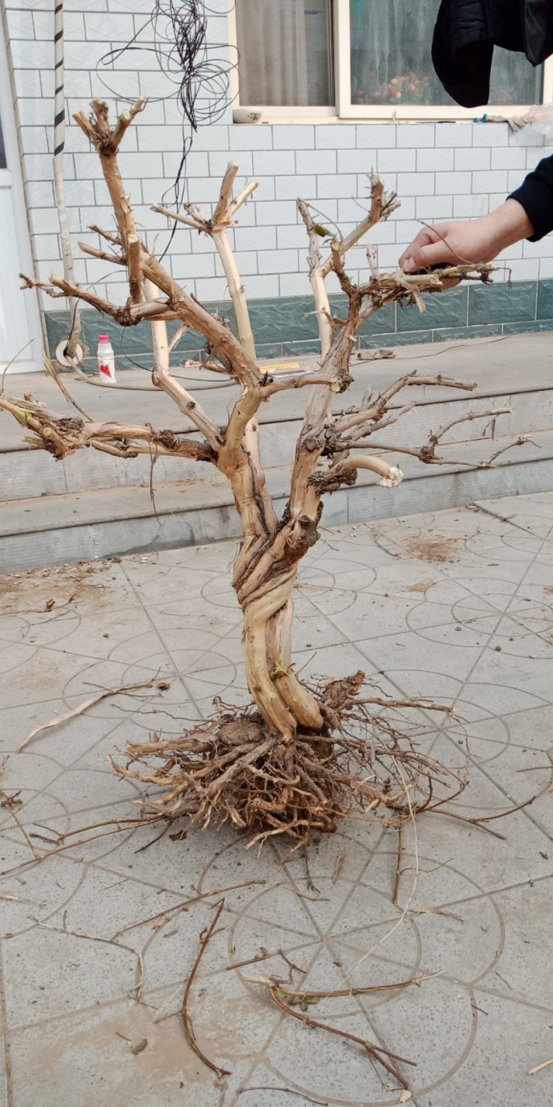 绿化苗木