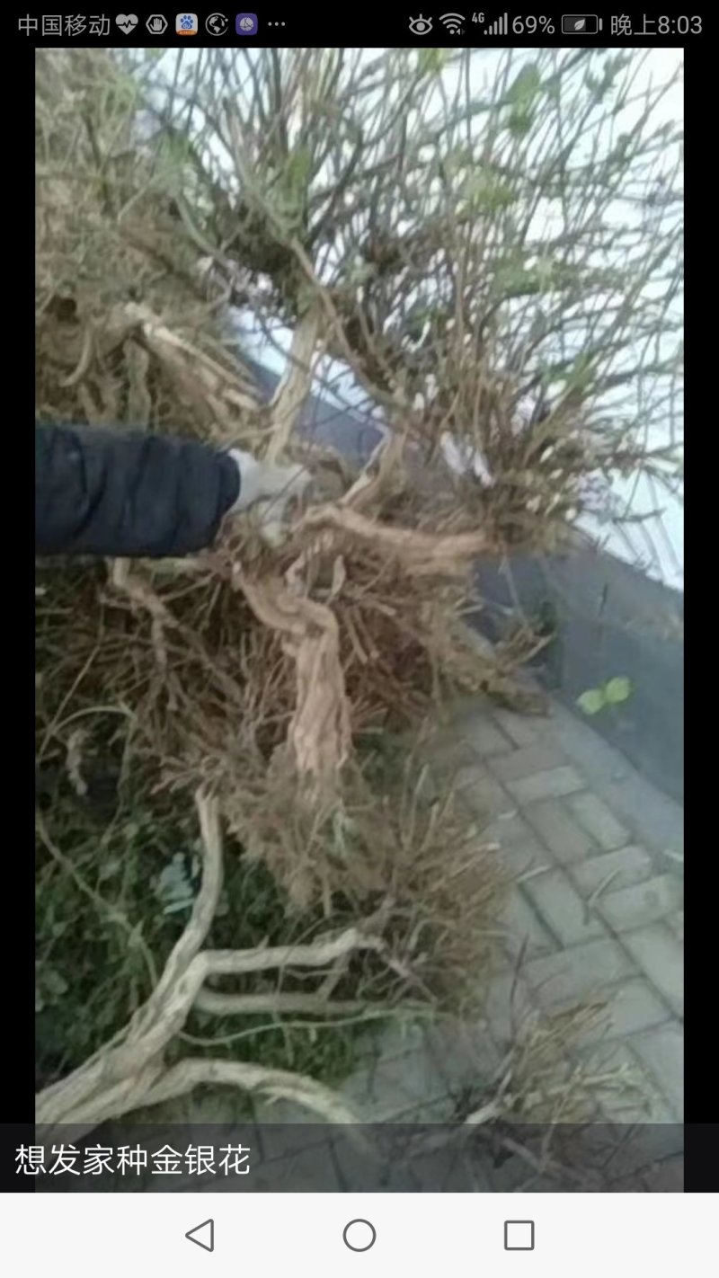 金银花树