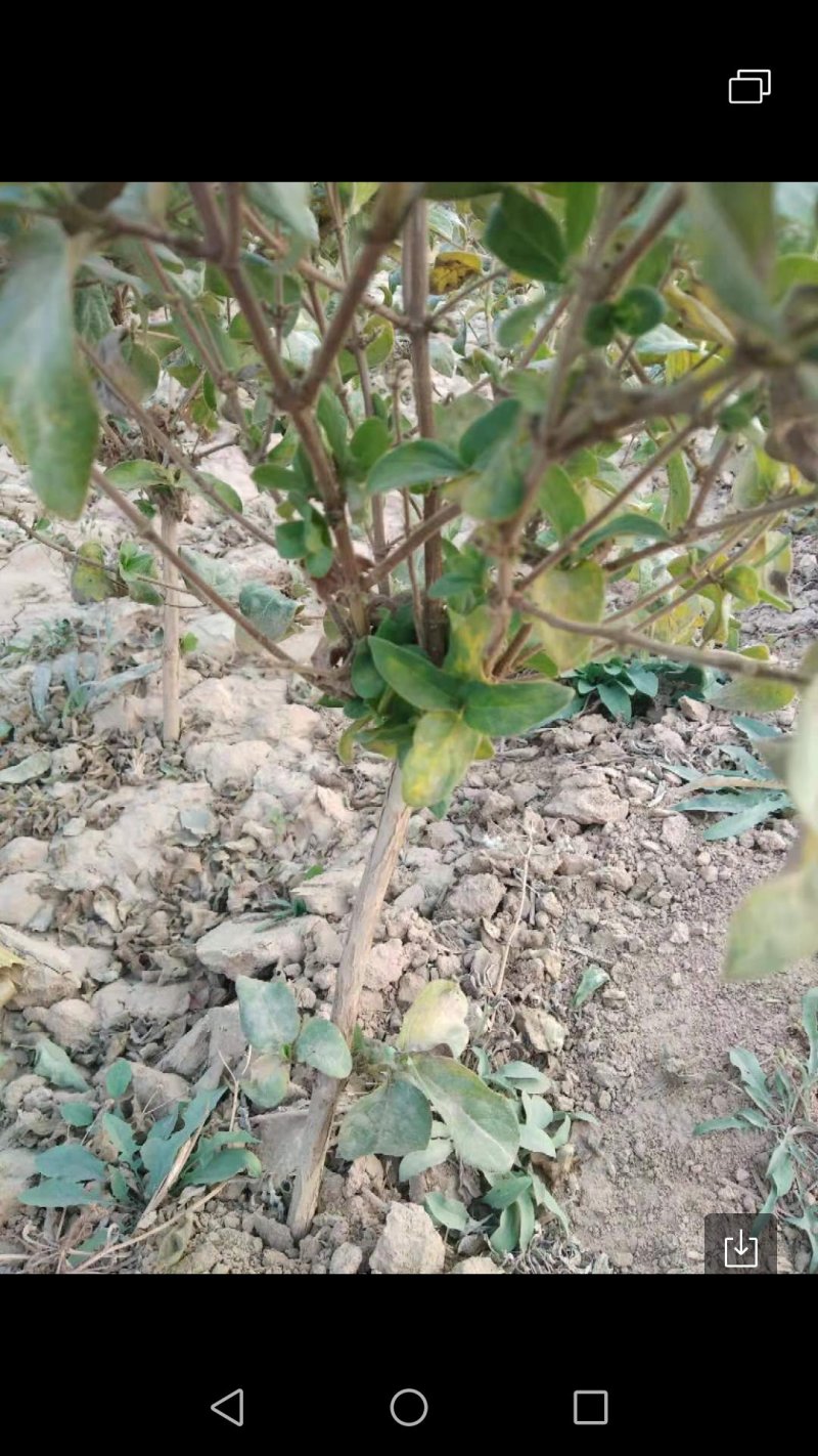 金银花树