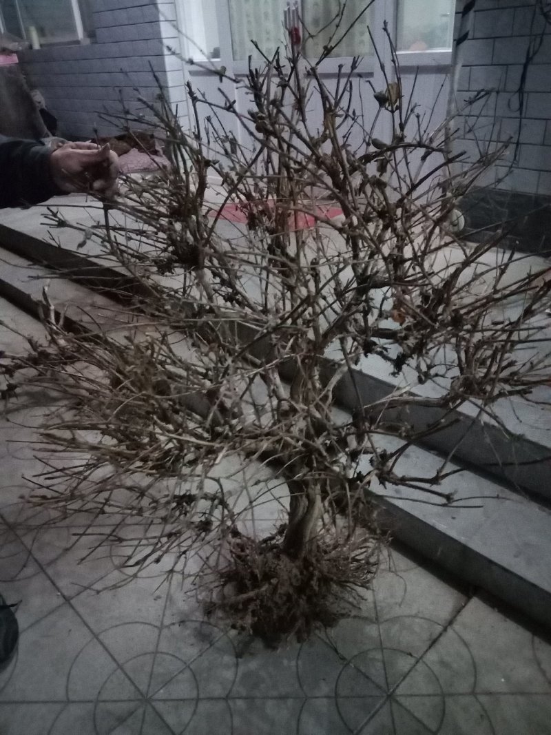 造型景观树