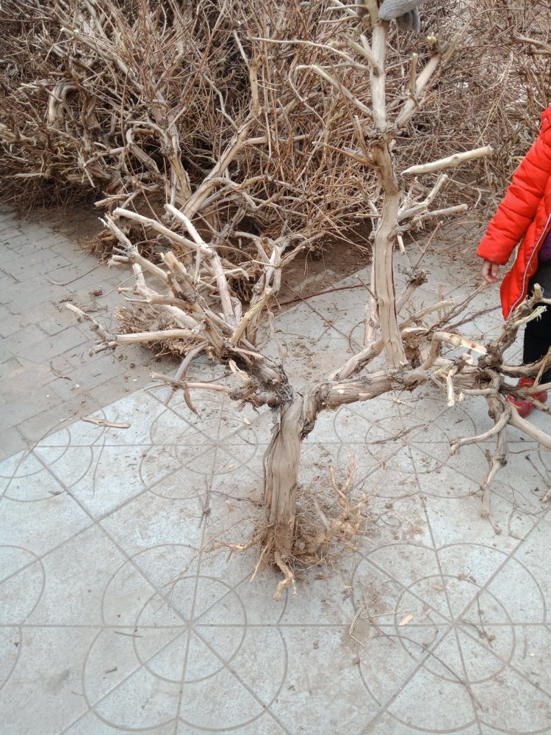 造型景观树