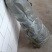 大红袍花椒苗狮子头花椒苗