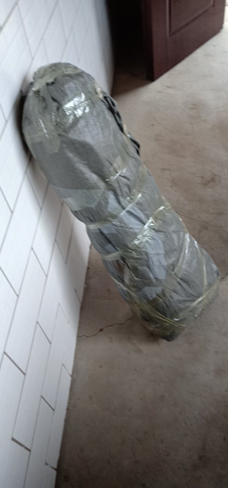大红袍花椒苗狮子头花椒苗