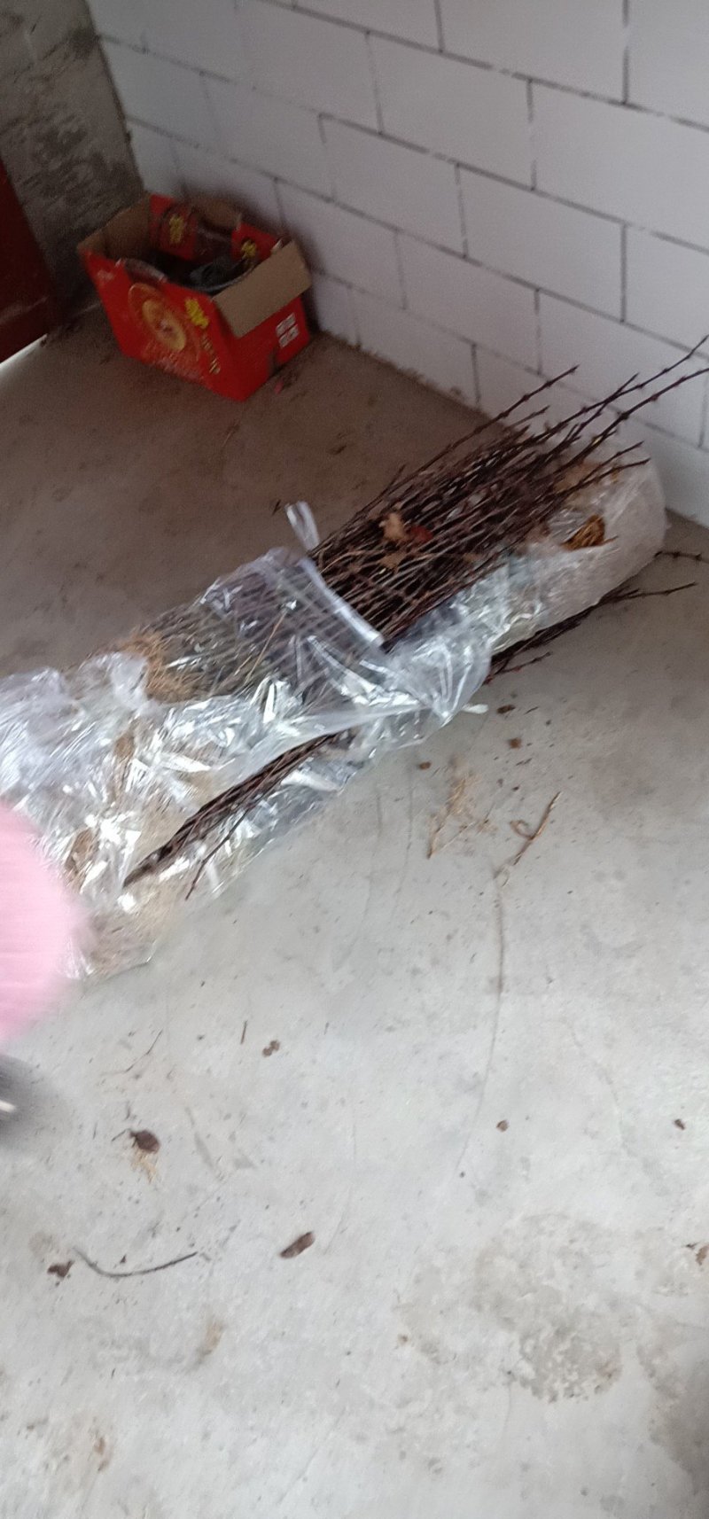 大红袍花椒苗狮子头花椒苗