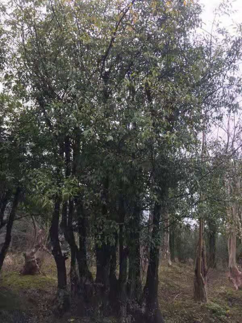 大量求购金弹子，，有货的联系