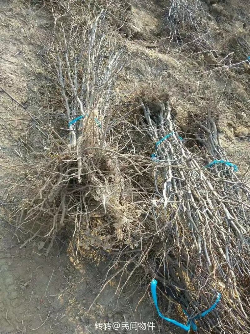枣树