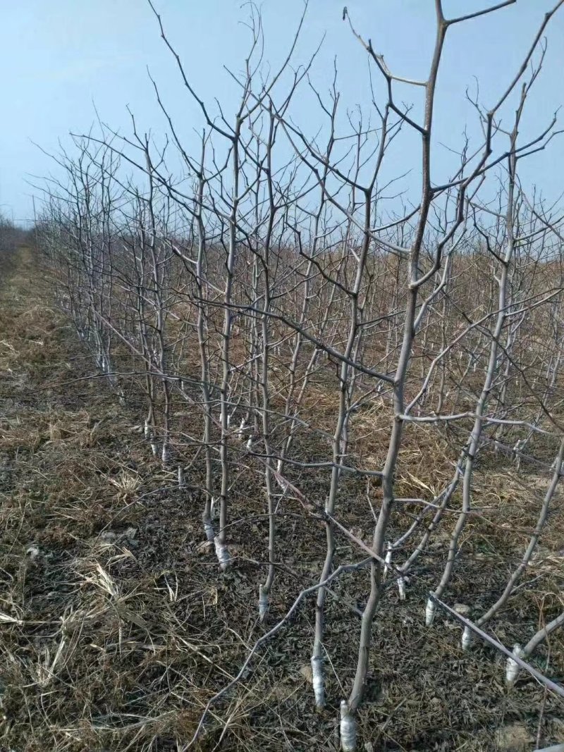 枣树