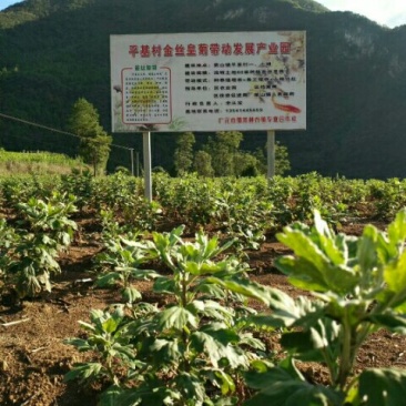 种苗