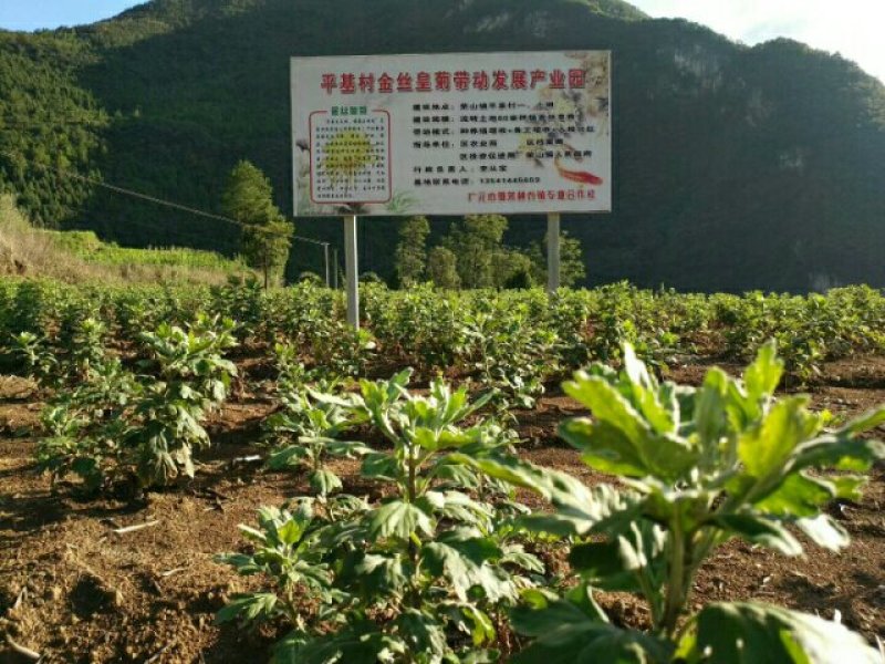 种苗