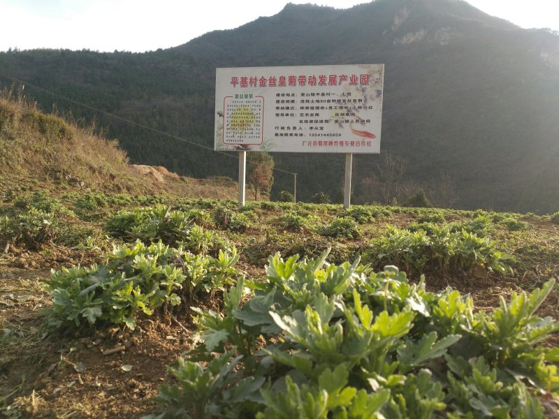 种苗