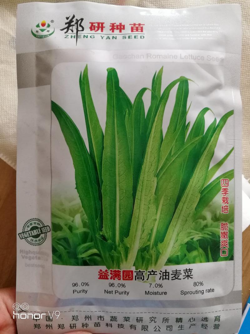 【】油麦菜种子高产抗病口感好200克