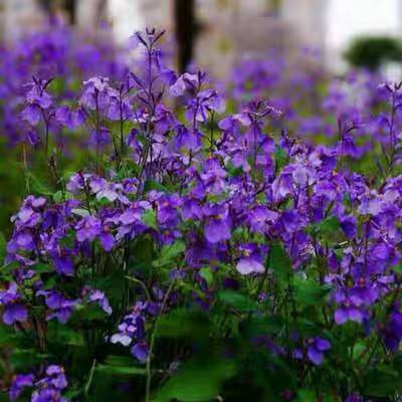 二月兰种子花籽诸葛菜二月蓝多年生宿根二月兰花种籽包邮