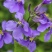 二月兰种子花籽诸葛菜二月蓝多年生宿根二月兰花种籽包邮