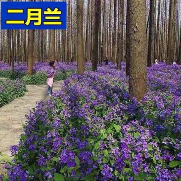 二月兰种子花籽诸葛菜二月蓝多年生宿根二月兰花种籽包邮