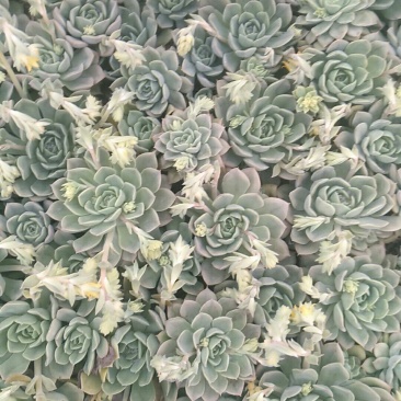 多肉植物