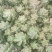 多肉植物
