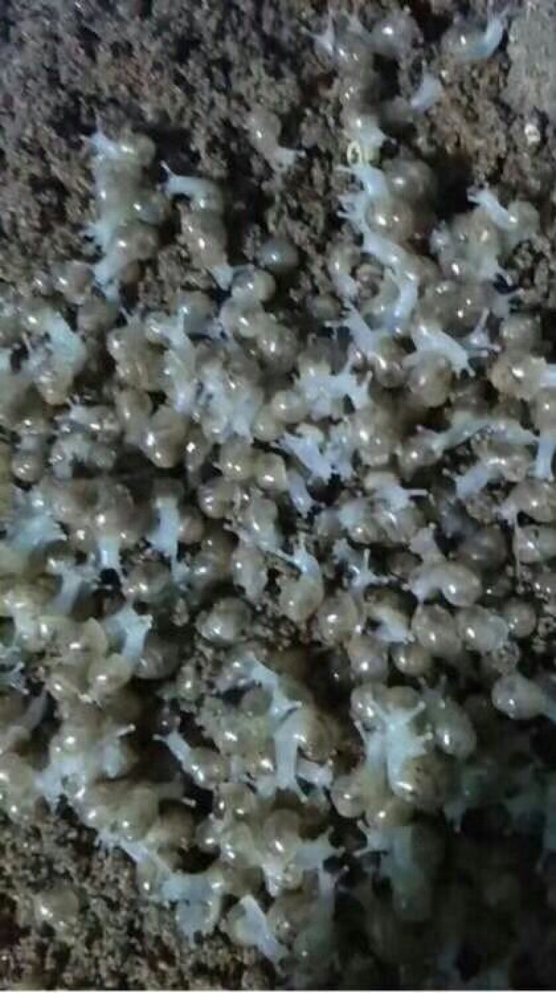 白玉蜗牛种