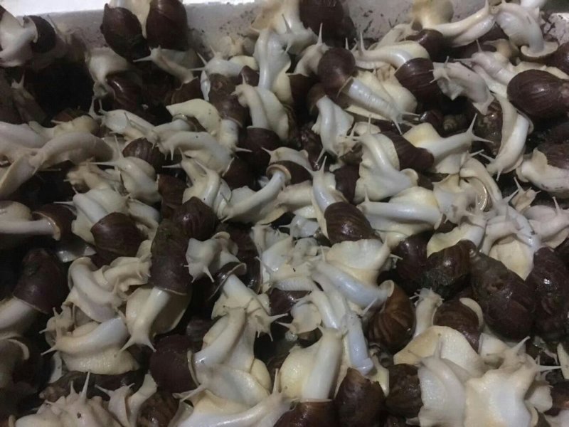 白玉蜗牛种