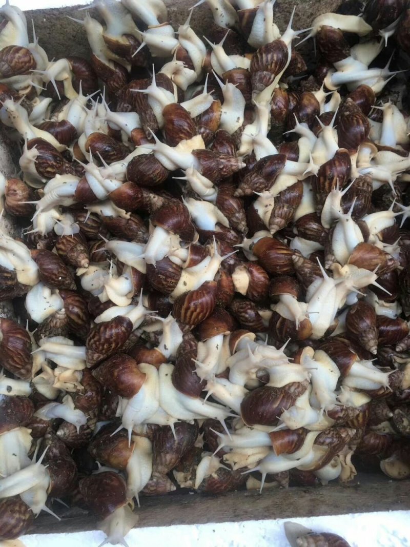 白玉蜗牛种