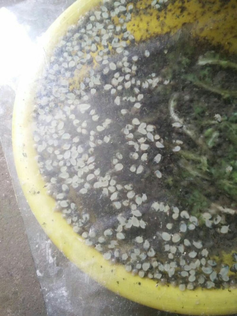 白玉蜗牛种