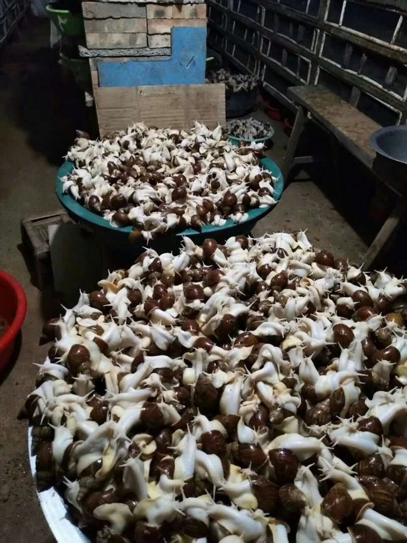 白玉蜗牛种
