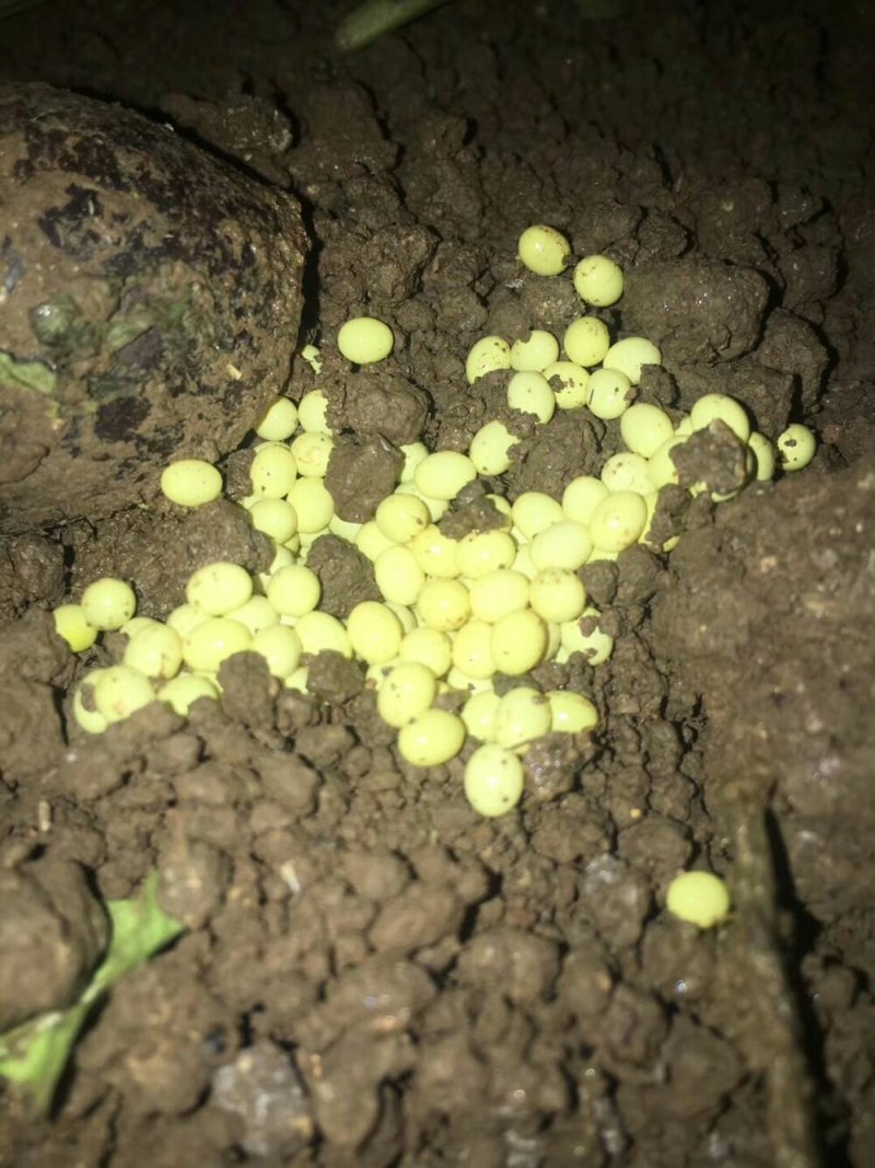 白玉蜗牛种