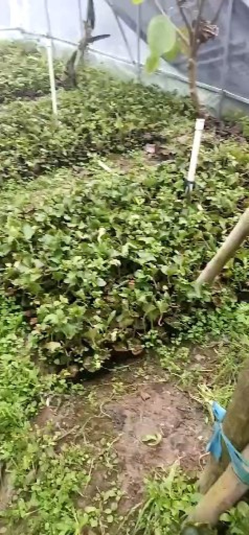 紫香一号百香果苗