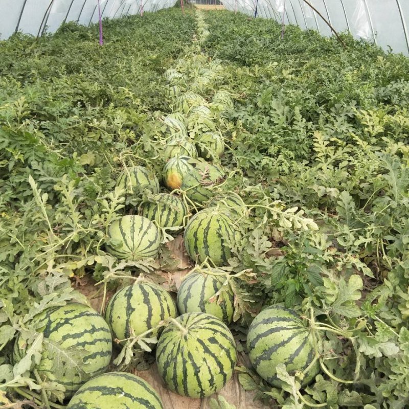 精品美都西瓜包熟包甜无籽专业团队对接商超电商市场