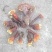 野生灵芝480一斤