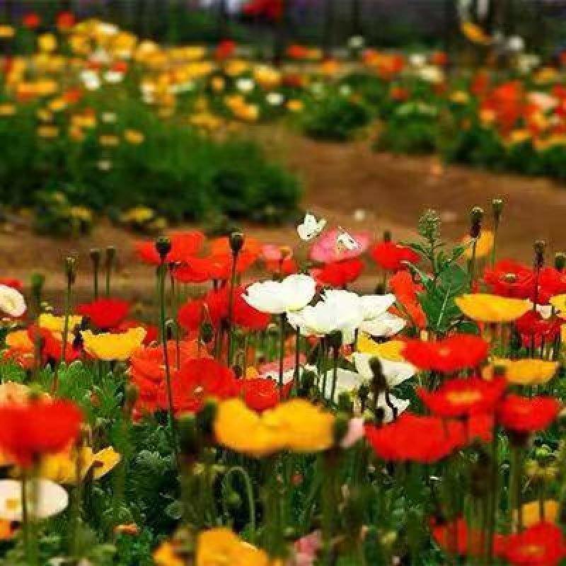 虞美人种子花卉种子新种花海热门种子