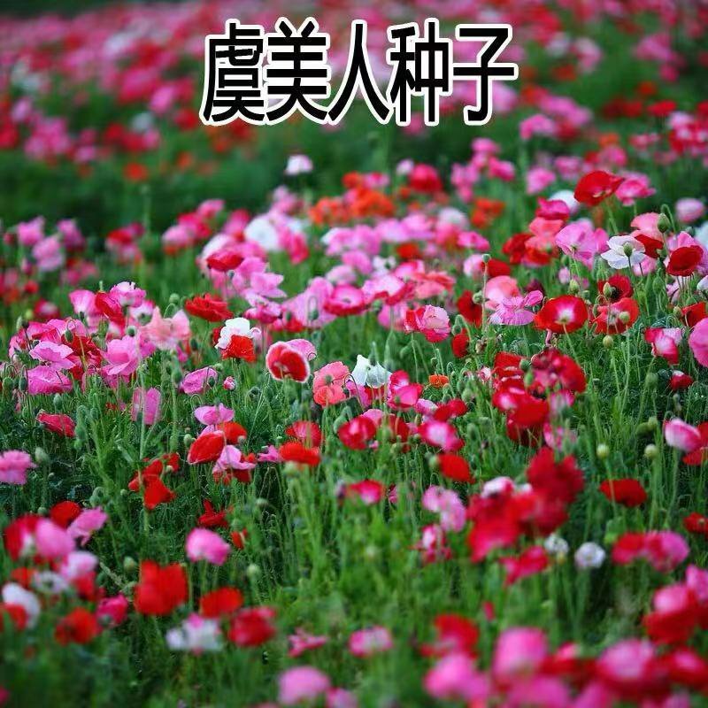 虞美人种子花卉种子新种花海热门种子