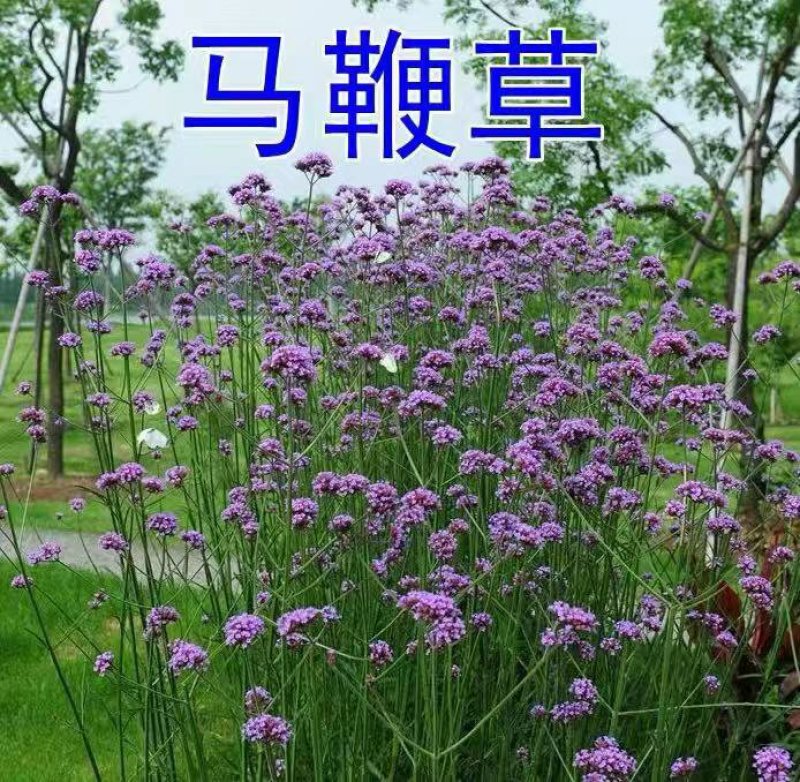 马鞭草种子多年生宿根花卉种子花海种子包邮