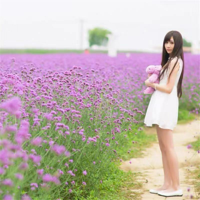 马鞭草种子多年生宿根花卉种子花海种子包邮