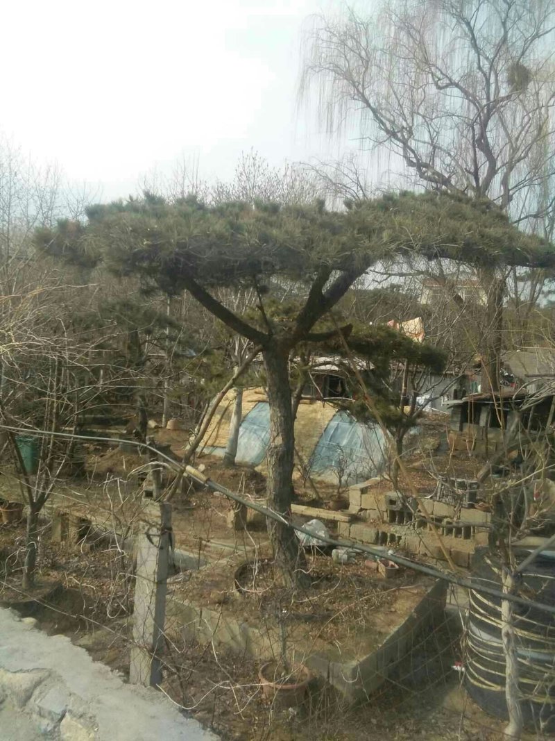 造行景松