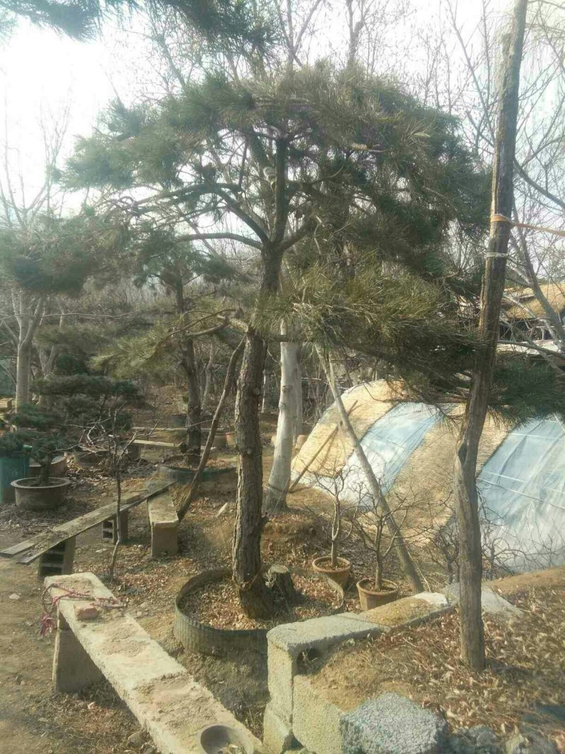 造行景松