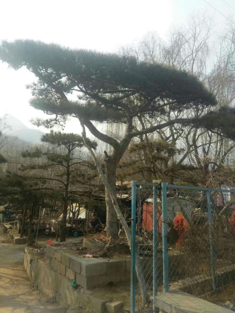 造行景松