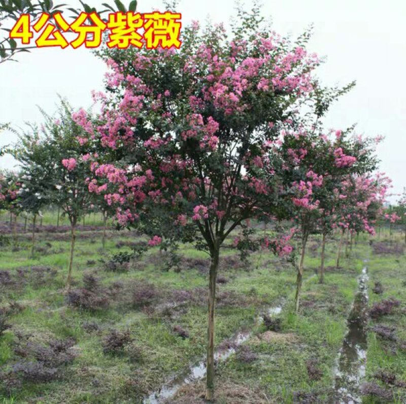 庭院紫薇树苗红花紫薇小苗紫薇花苗红火箭紫薇红火球紫薇紫薇