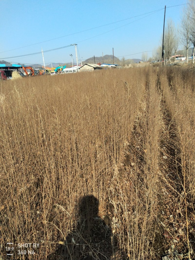 两年生榆树苗