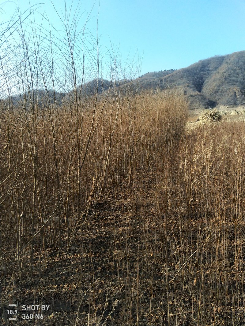 两年生榆树苗