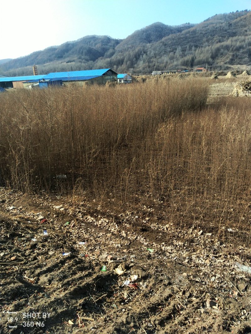两年生榆树苗