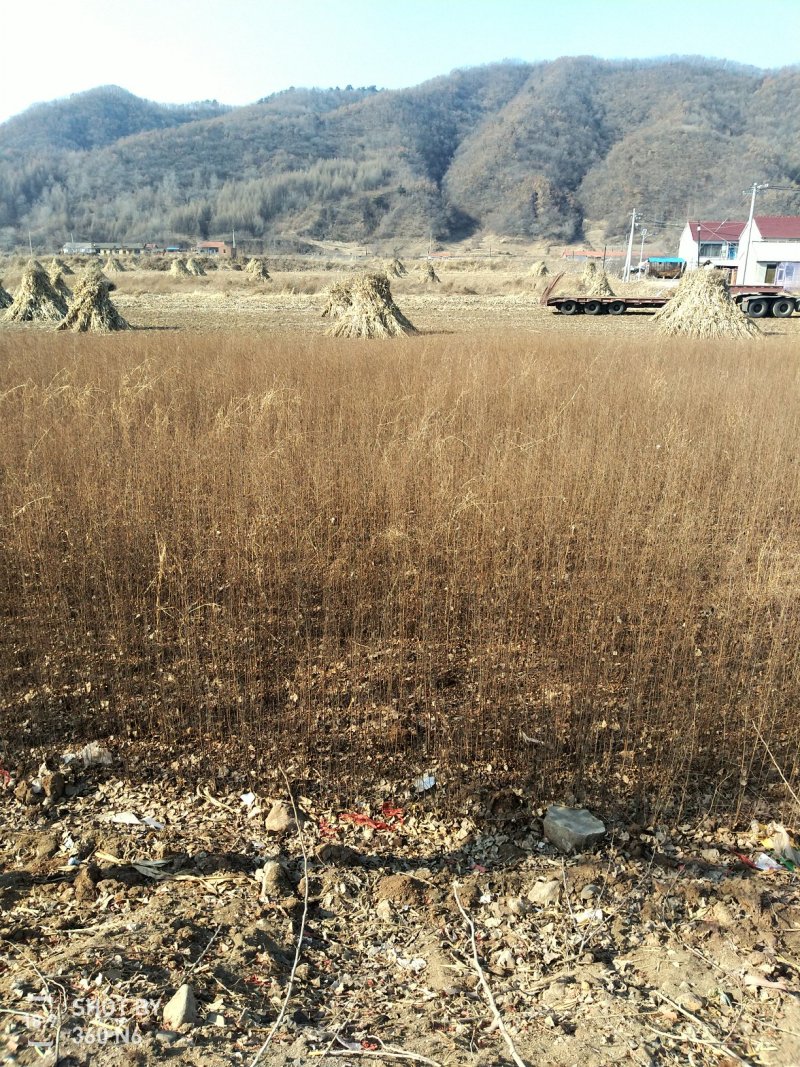 一年生白榆小苗