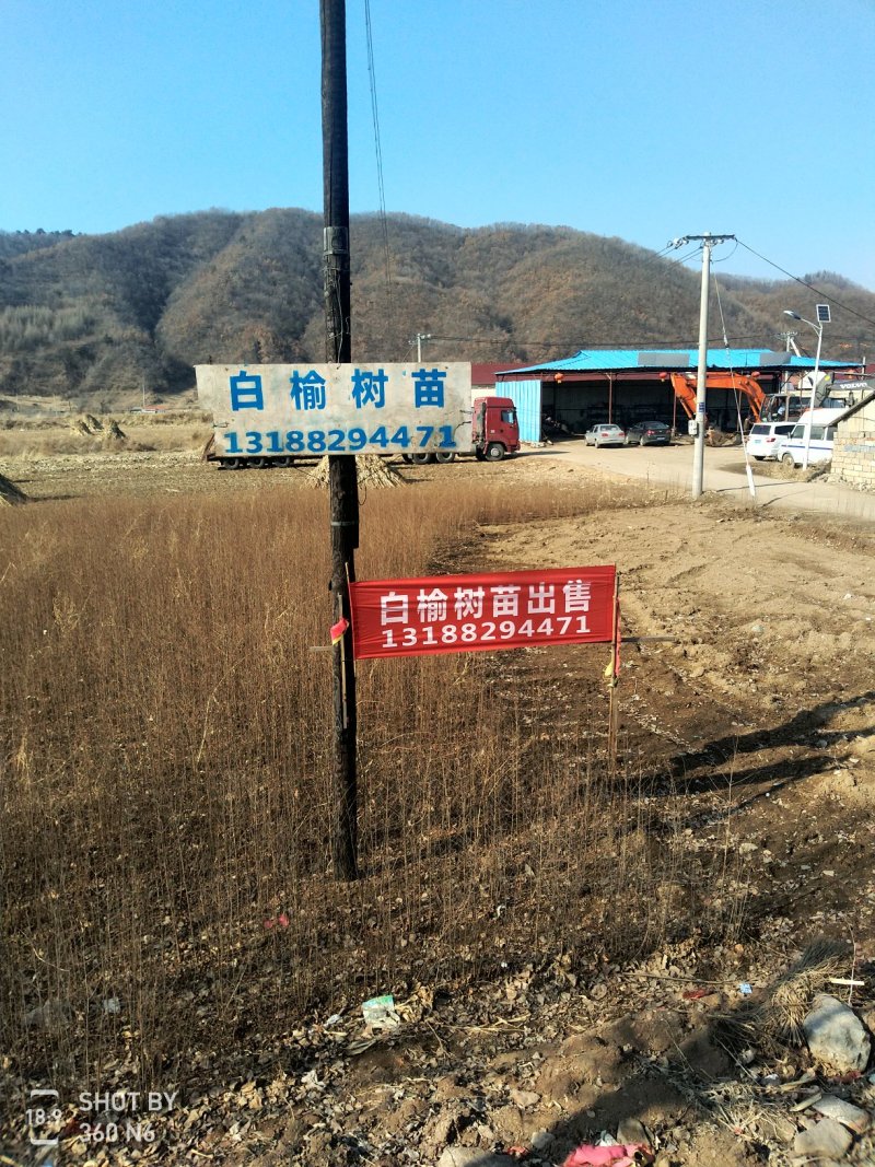一年生白榆小苗