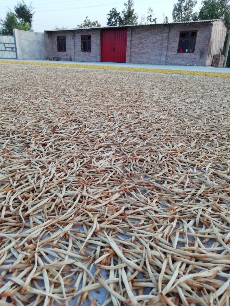 陕西黄花菜种苗成活率高抗病强，质保好品种，包回收上地指导