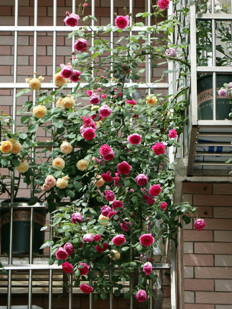 多花藤本月季花苗大游行大型爬月季多花四季开花蔷薇玫瑰