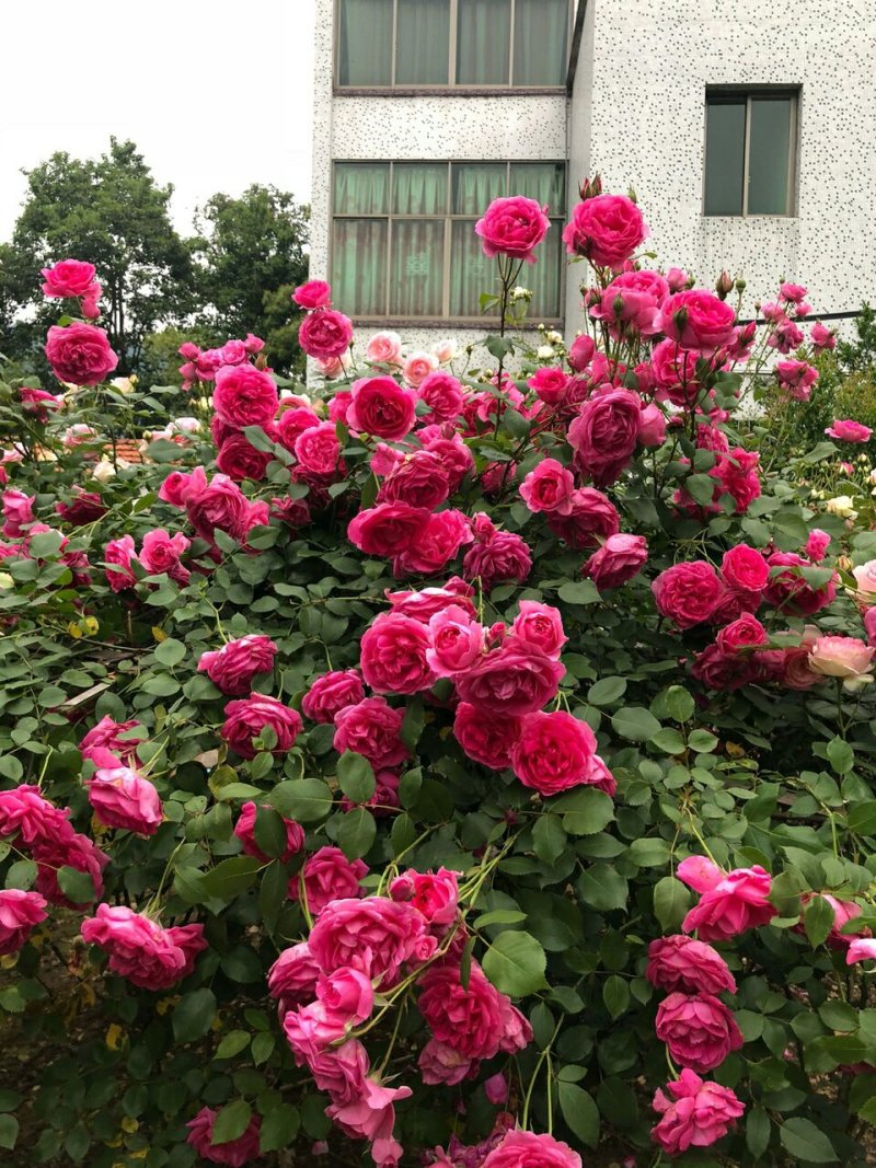 多花藤本月季花苗大游行大型爬月季多花四季开花蔷薇玫瑰