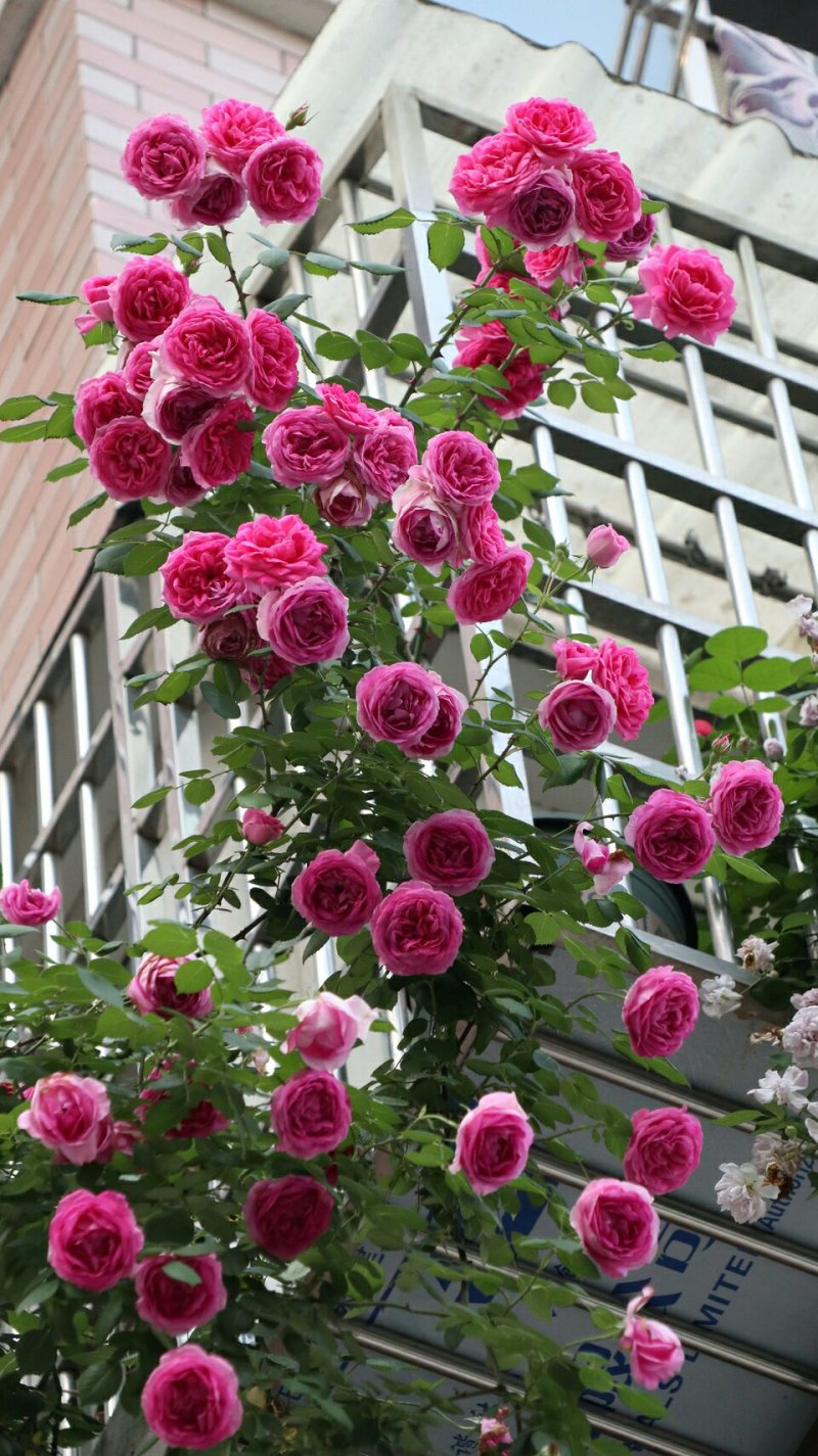 多花藤本月季花苗大游行大型爬月季多花四季开花蔷薇玫瑰