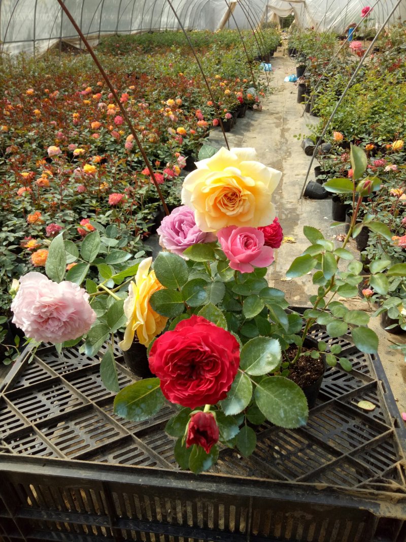 多花藤本月季花苗大游行大型爬月季多花四季开花蔷薇玫瑰