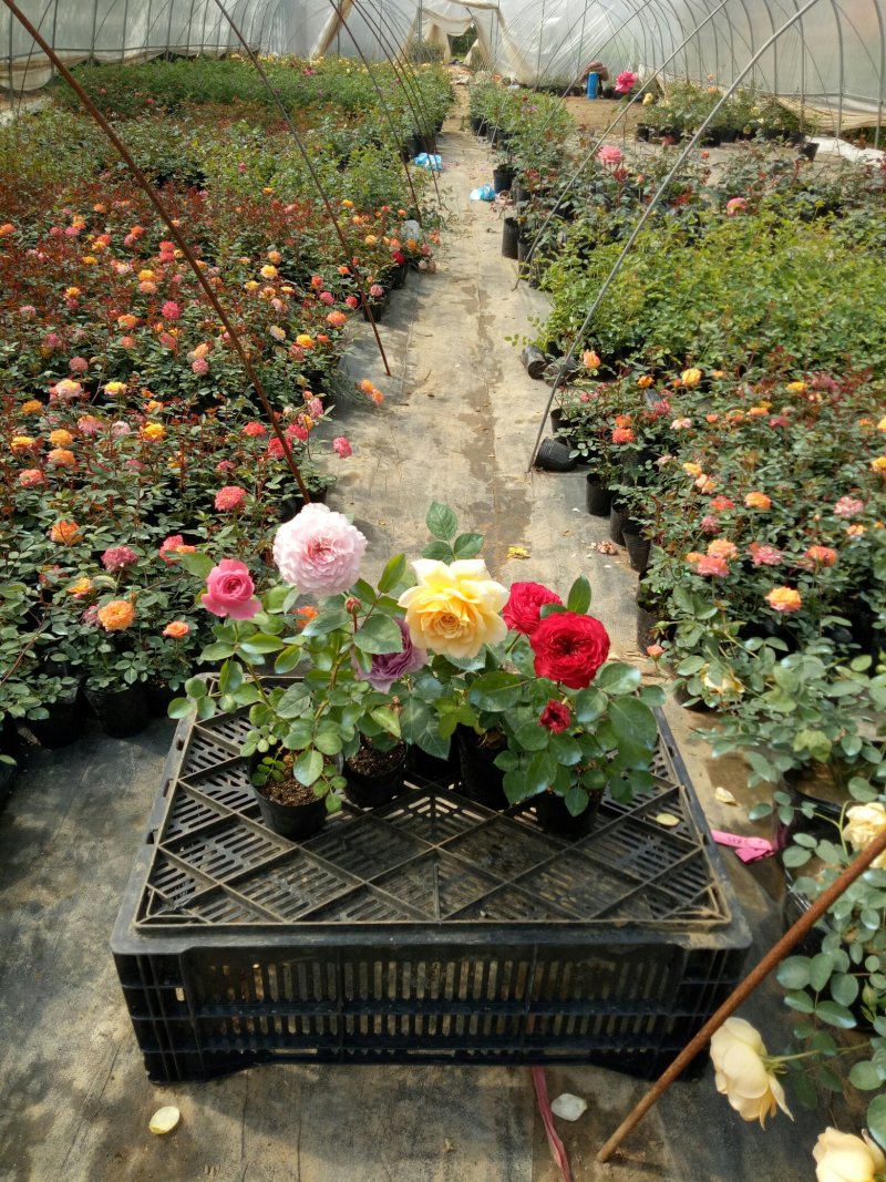 多花藤本月季花苗大游行大型爬月季多花四季开花蔷薇玫瑰